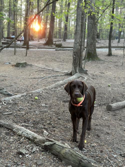 Brook Run Park Dog Park