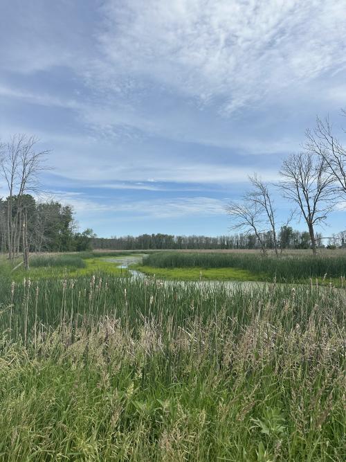 Marsh, tall grass, and blue skies on the Sensiba Wildlife Area trail in Suamico, Wisconsin.