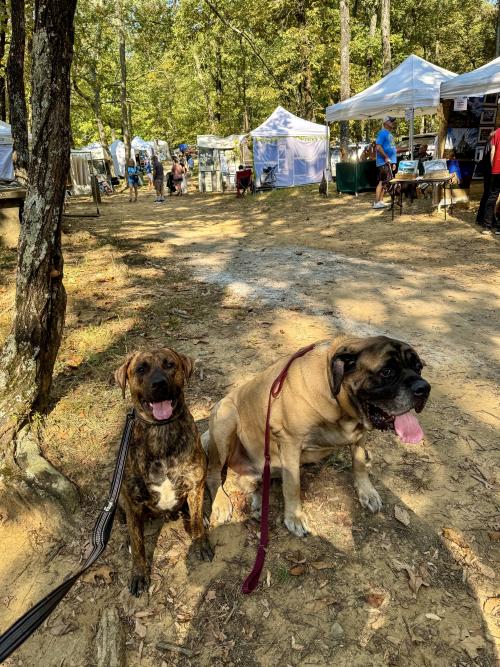 Two dogs sit along a wooded path surrounded by artist booths at the Monte Sano Art Festival in Huntsville.