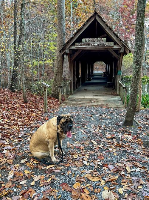 A dog sits among colorful fallen leaves in front of the Cambron Covered Bridge at Green Mountain Nature Trail in Huntsville.