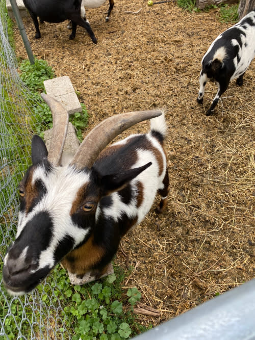 Goat at Creme de la Crop