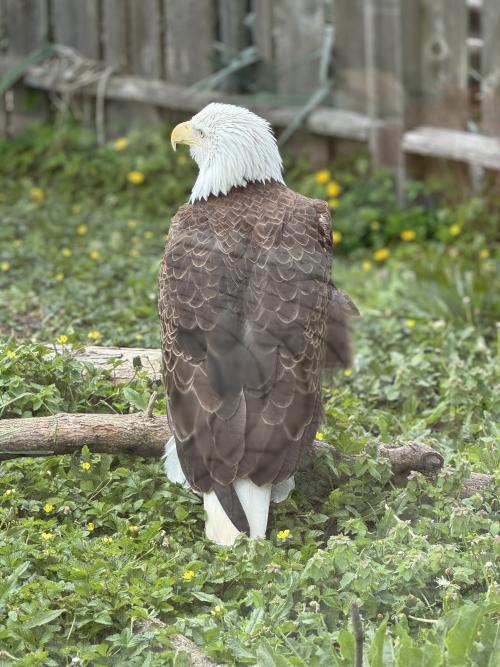 Bald Eagle at Columbian Park Zoo