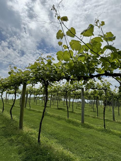 Oliver Winery Vineyard