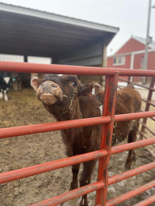 Ewald Dairy Farm