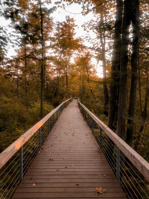 The Cowles Bog Discovery Trail, flanked by trees