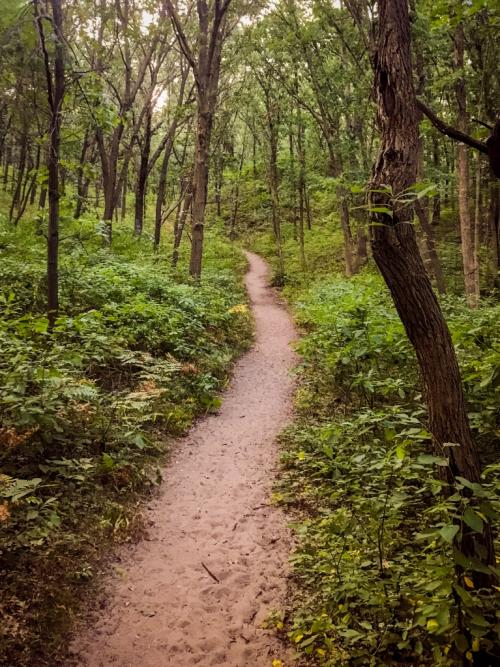 The Cowles Bog Discovery Trail, surrounded by local foliage