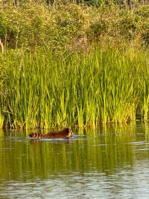 Raccoon Fishing