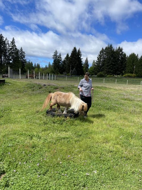 Rusty Bar Ranch mini horse