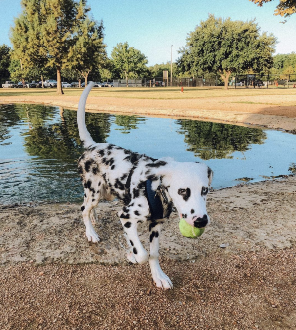 Bill Archer Dog Park