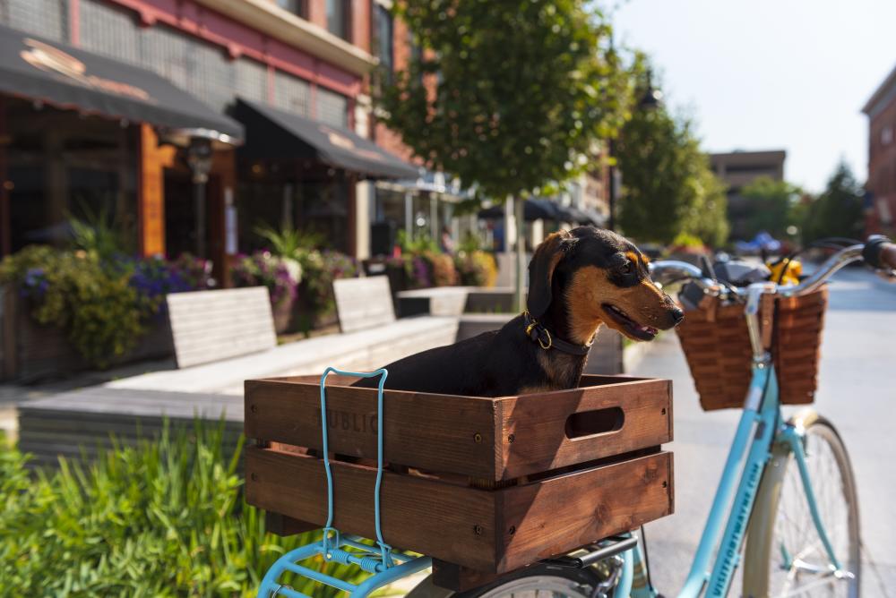 A blue bike with a dog in the bike's basket