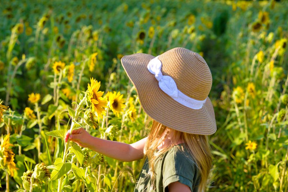 Girl picking sunflowers at Salomon Farm Park in Fort Wayne