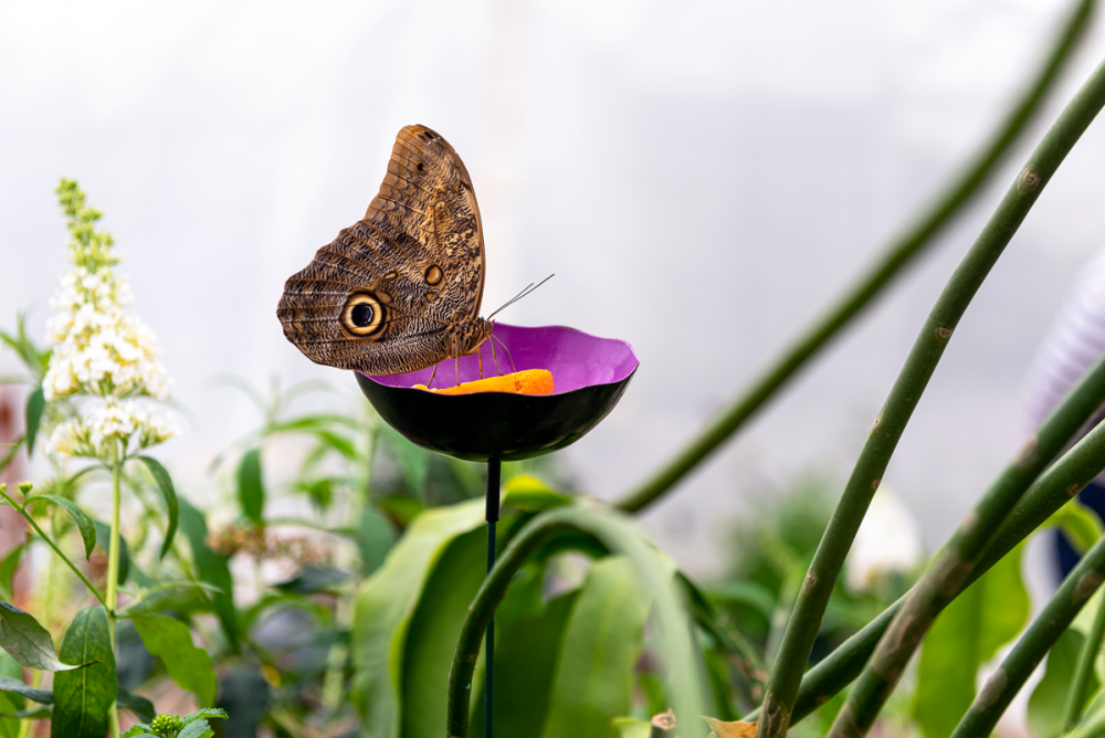 brown butterfly resting on a sponge in a live butterfly exhibit