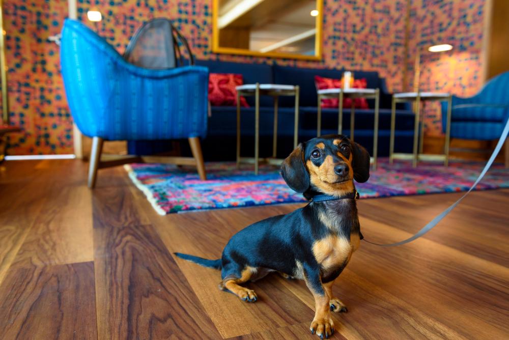 Dog sitting in the lobby of the bradley hotel downtown