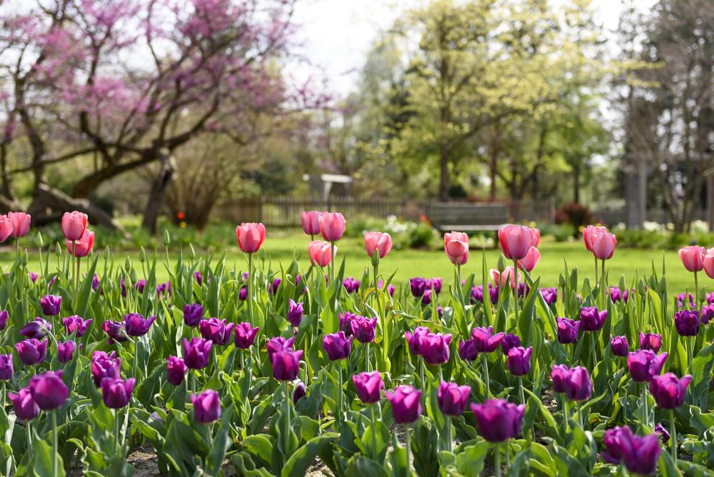 pink and purple tulips in bloom at foster park