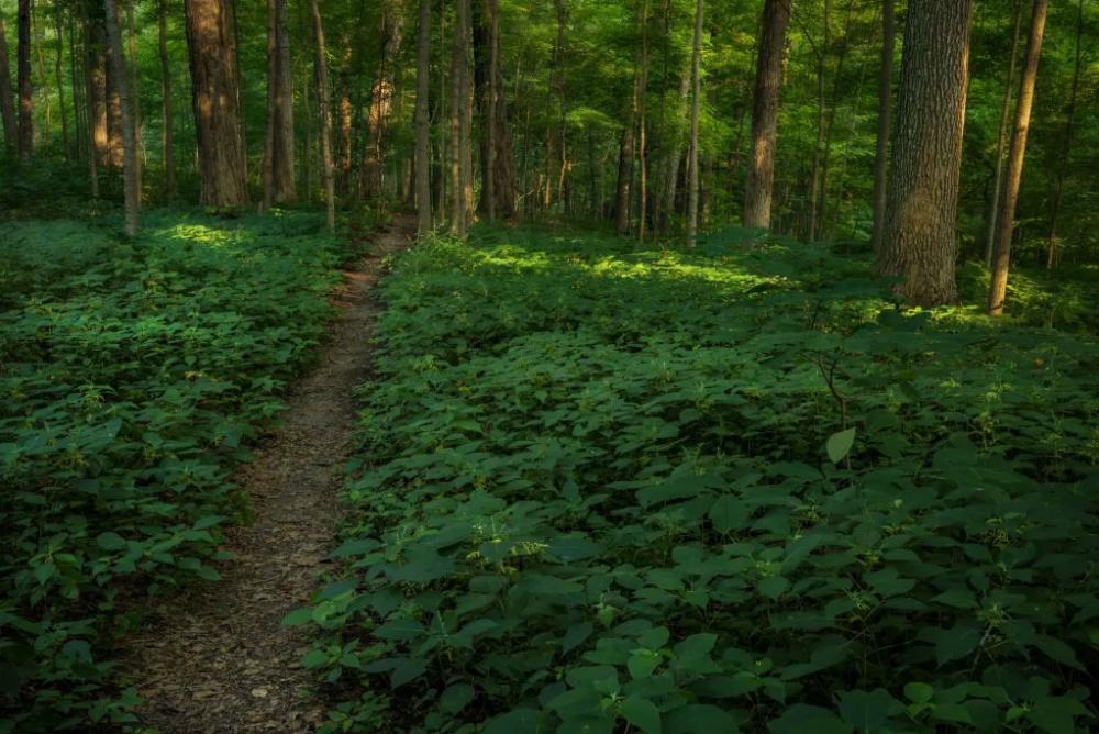 Mcnabb-Walter Nature Preserve