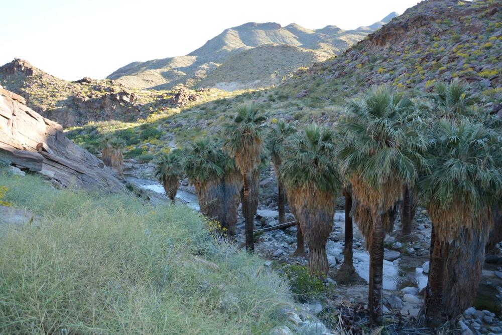 fern canyon trail in Palm Canyon