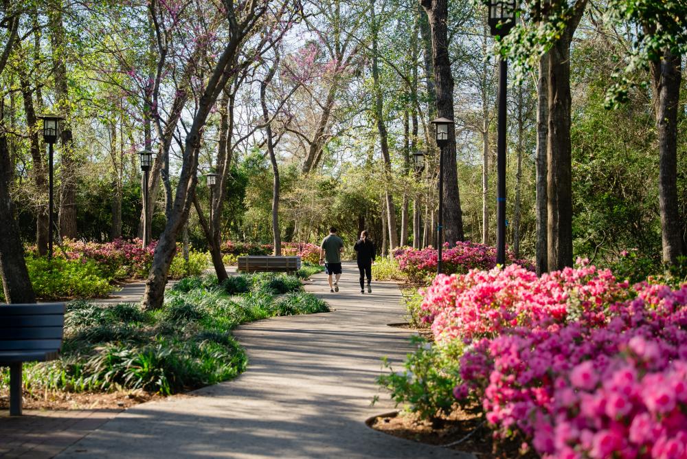 A young couple walks down a path lined with hot pink azaleas at Rob Fleming Park.
