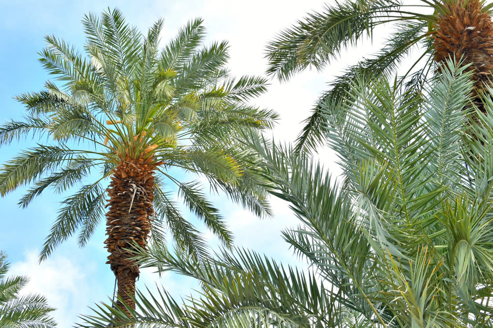 Date palms