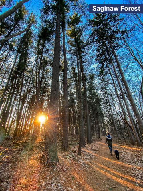 walking dog in saginaw Forest Woods