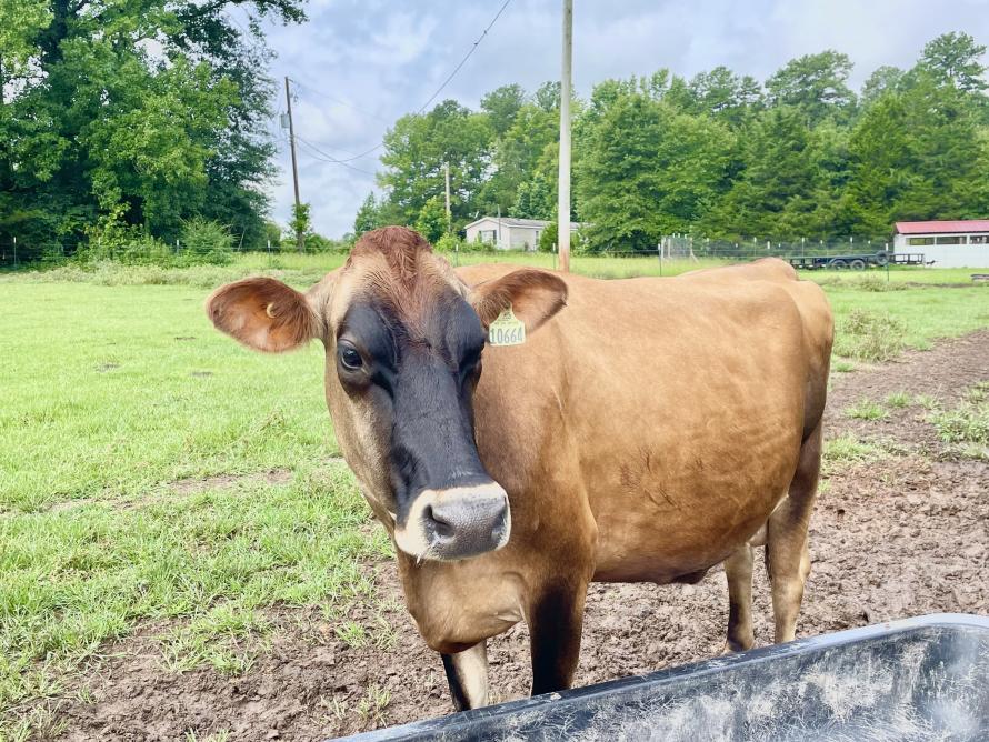 Morell Dairy Farm