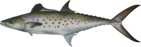 Spanish Mackerel