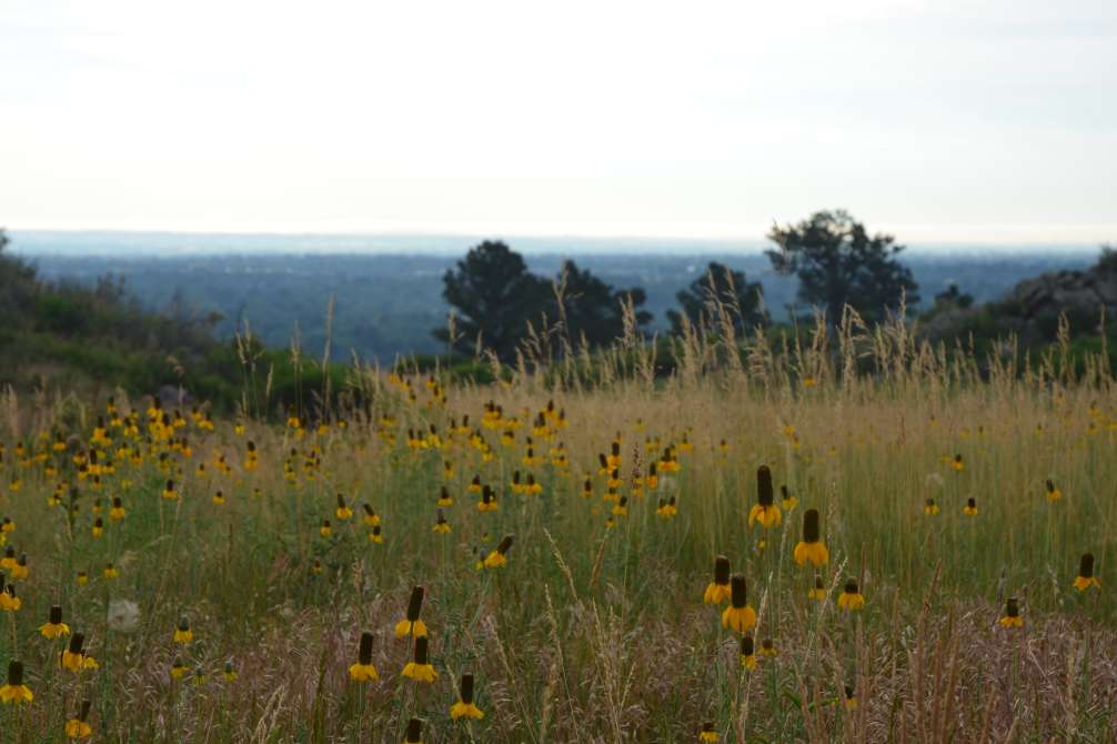 Maxwell Open Space