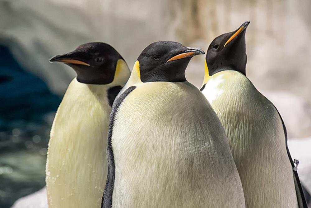 Penguins at SeaWorld San Diego