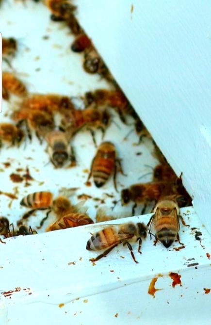 Bees on top of Grand