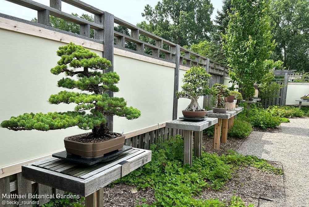 Matthaei Botanical Gardens view bonsai collection