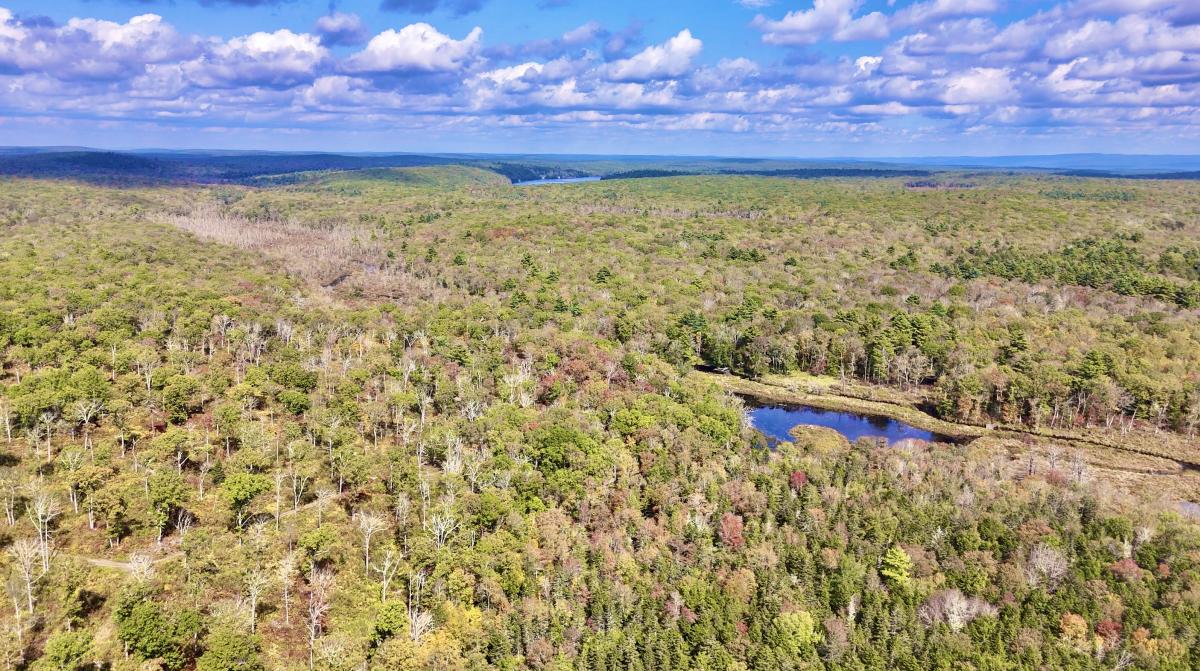 Delaware State Forest Drone