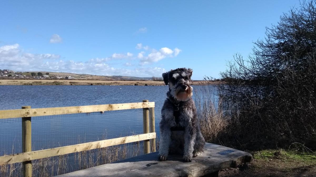 RSPB Lodmoor