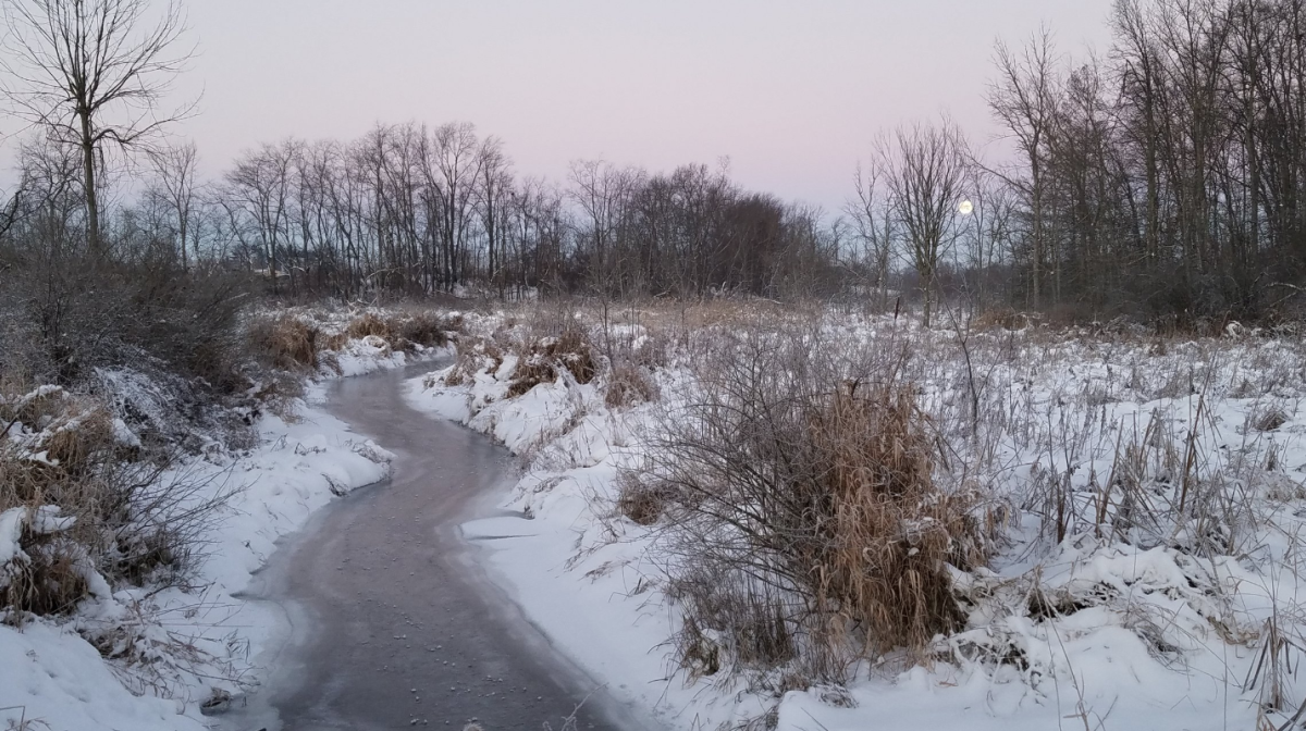 Black Pine in Winter