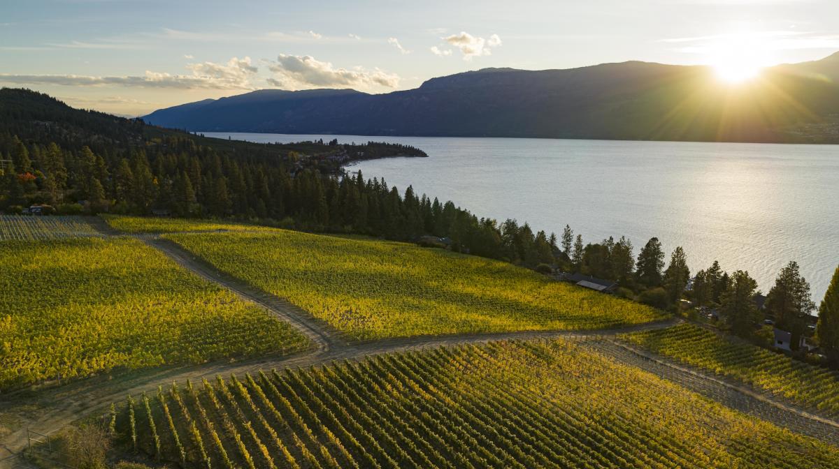 Aerial view of the 50th Parallel Estate Winery in Lake Country, BC at sunset