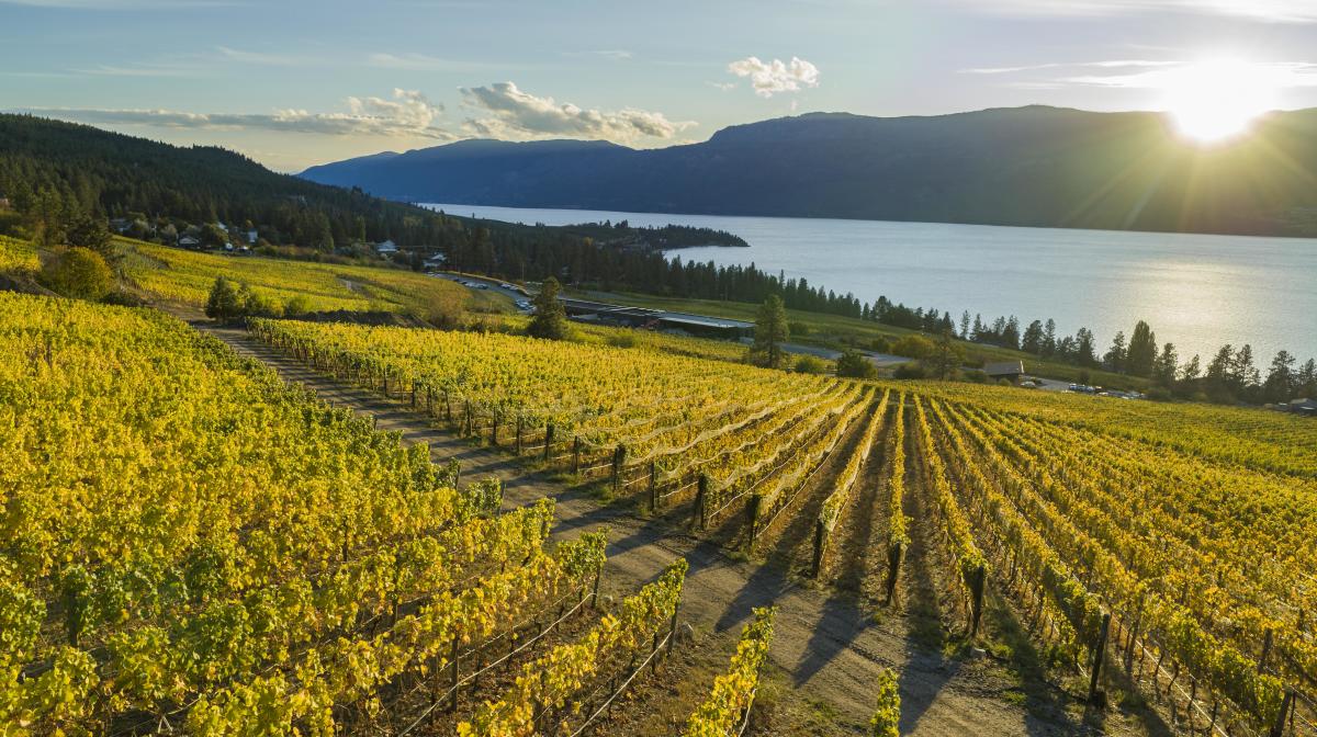 Golden vineyards in Kelowna wine country along rolling hills by the lake at sunset with mountain views
