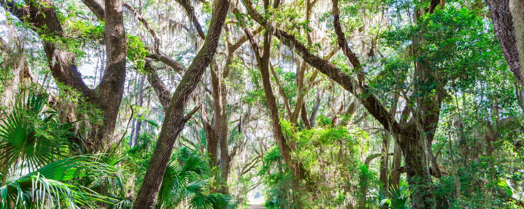 Things To Do This Winter In The Golden Isles