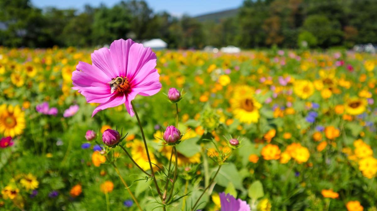 Sunflower-Field-Rocky-Gap-State-Park