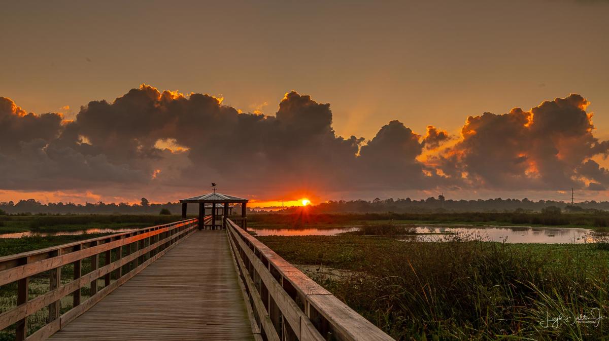 Cattail Marsh Boardwalk Sunrise