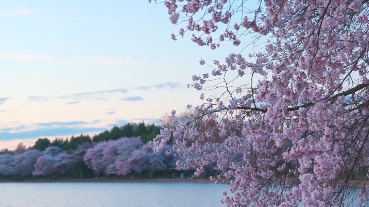 Cherry Blossom Tour Screenshot