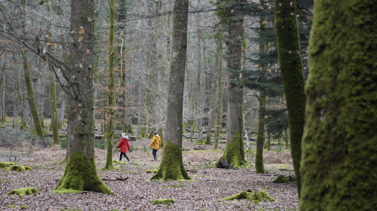 Blackwater Tall Trees