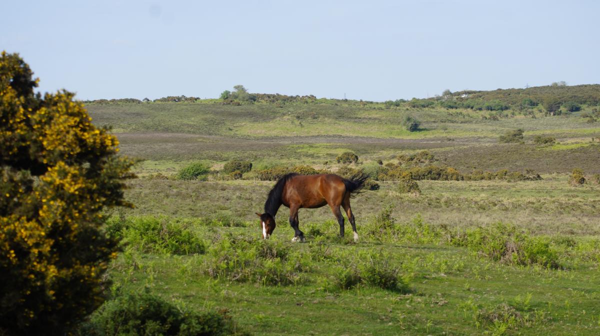 New Forest Pony grazing in the summer