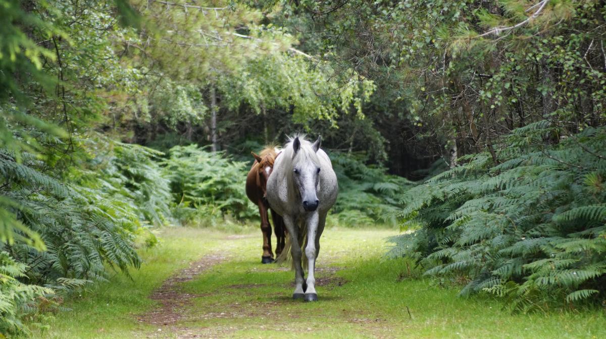 ponies wandering free in the New Forest