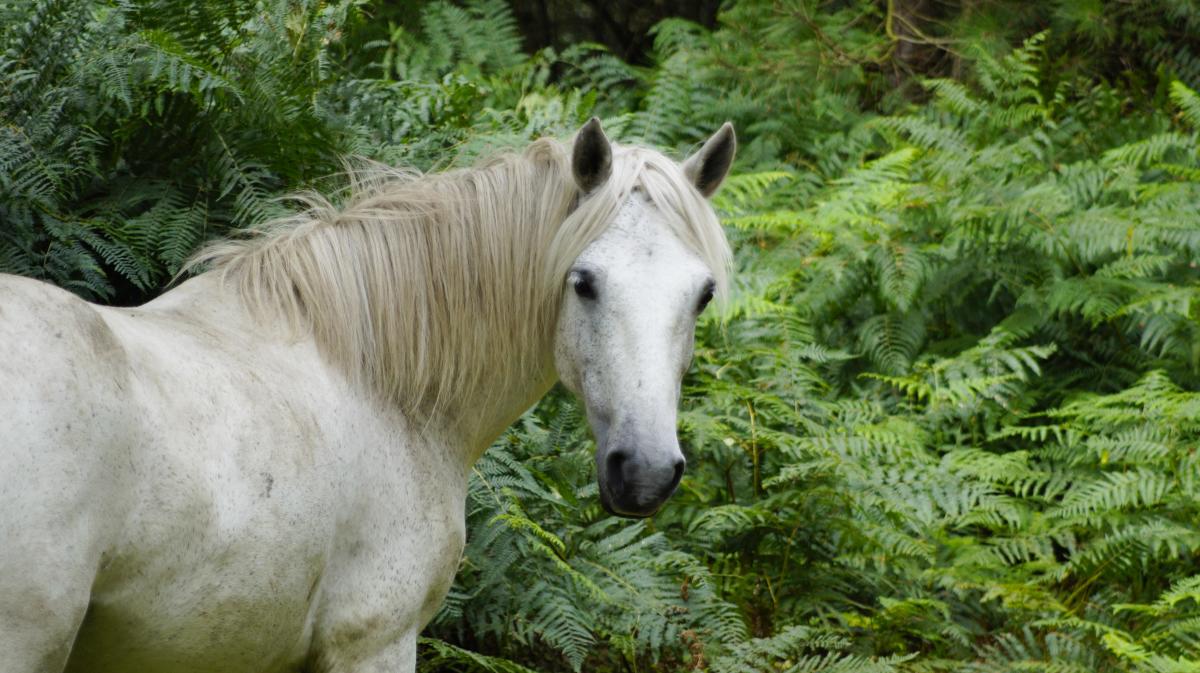 new forest pony in the summer
