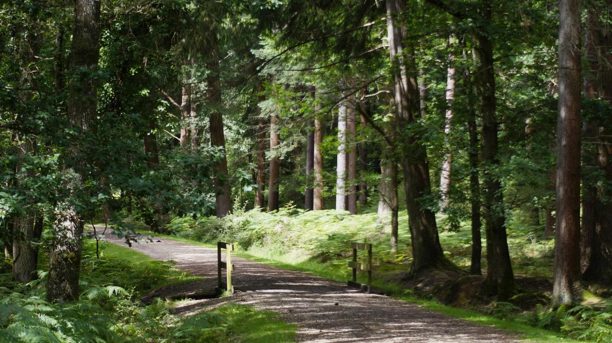 Pathway and bridge on trail in the New Forest