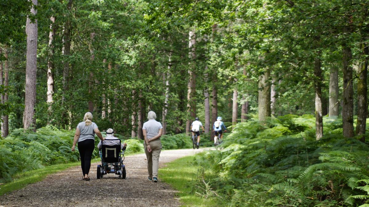 Accessible walking trails in the New Forest
