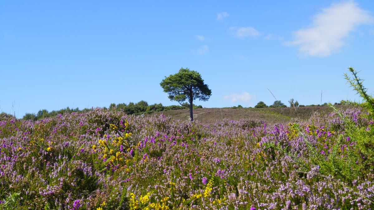 New Forest Heather and tree