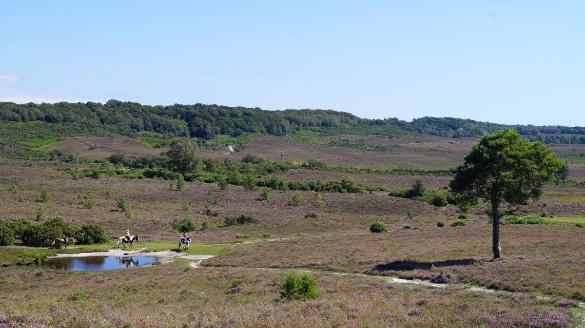 Horse riders by water in the New Forest