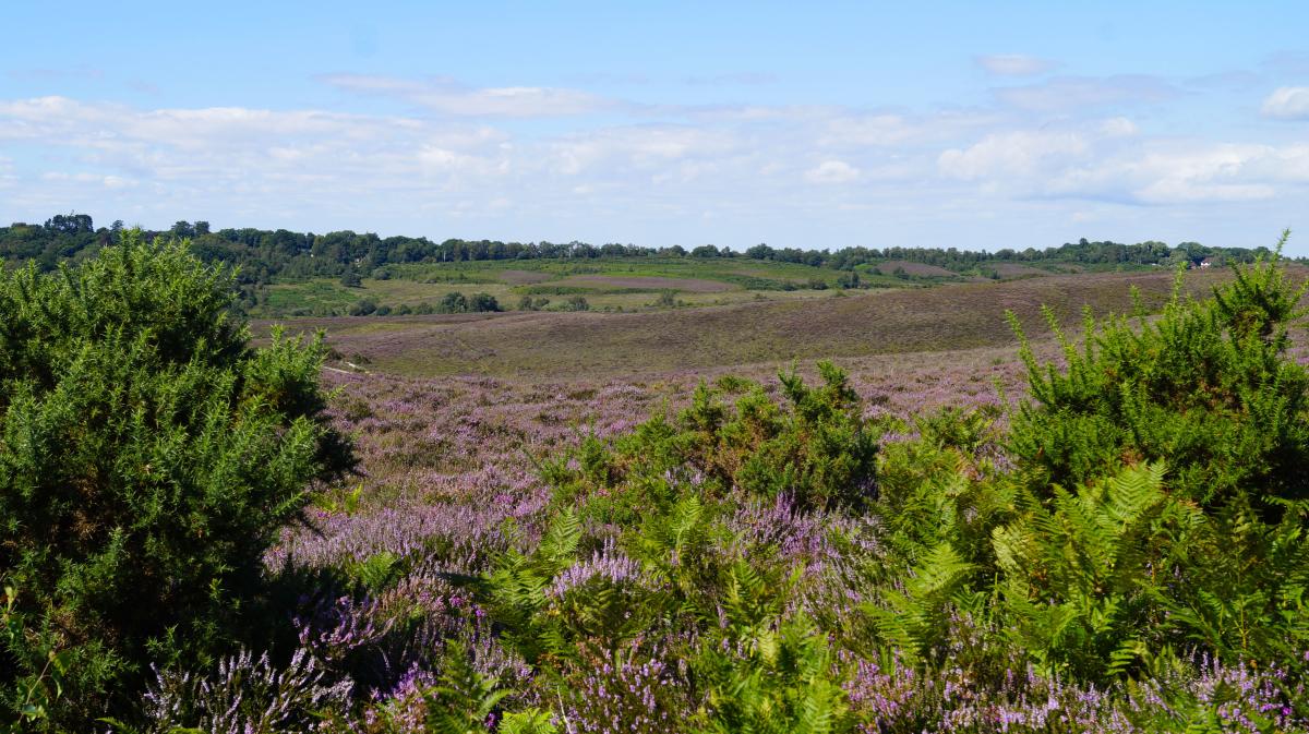 Heather filled view across the New Forest