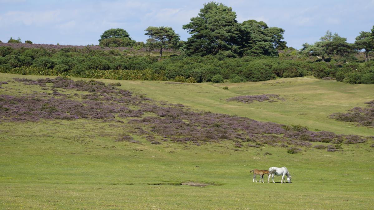 Mother and foal amongst heather in the New Forest