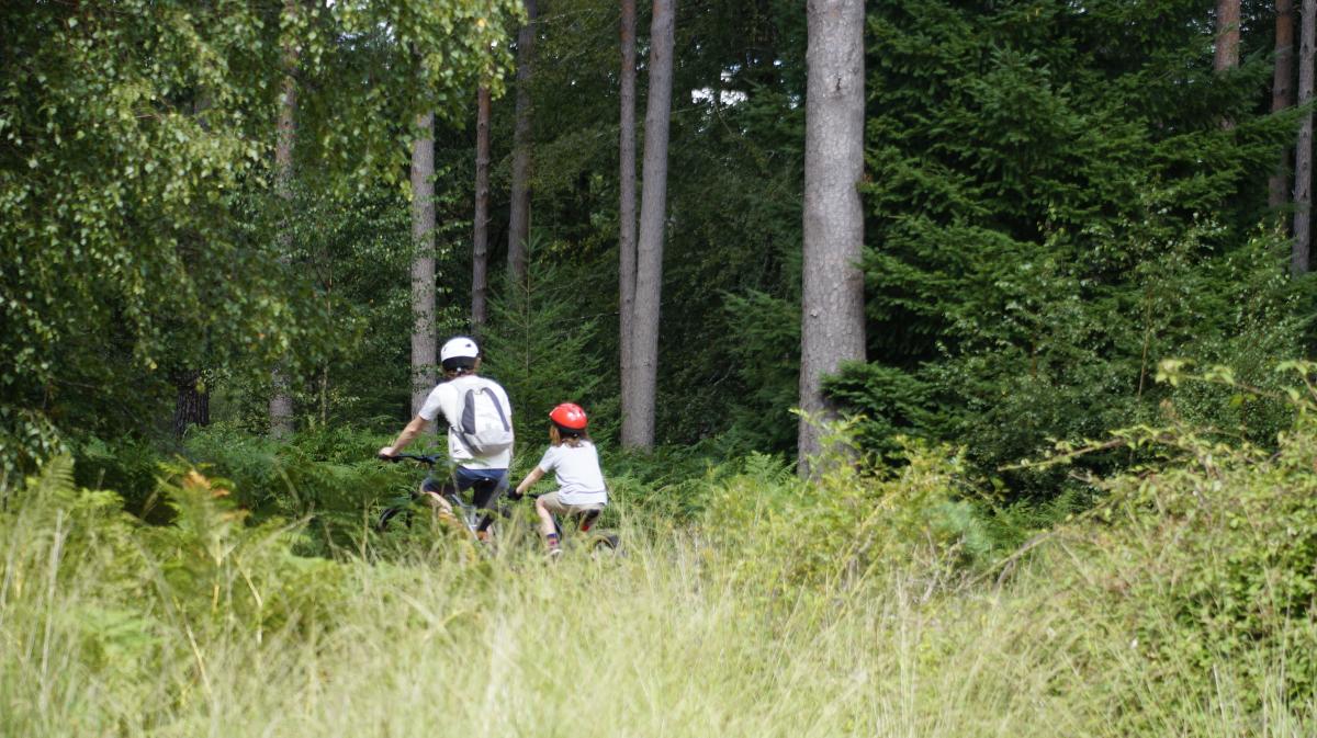 Father and son cycling in the summer in the New Forest