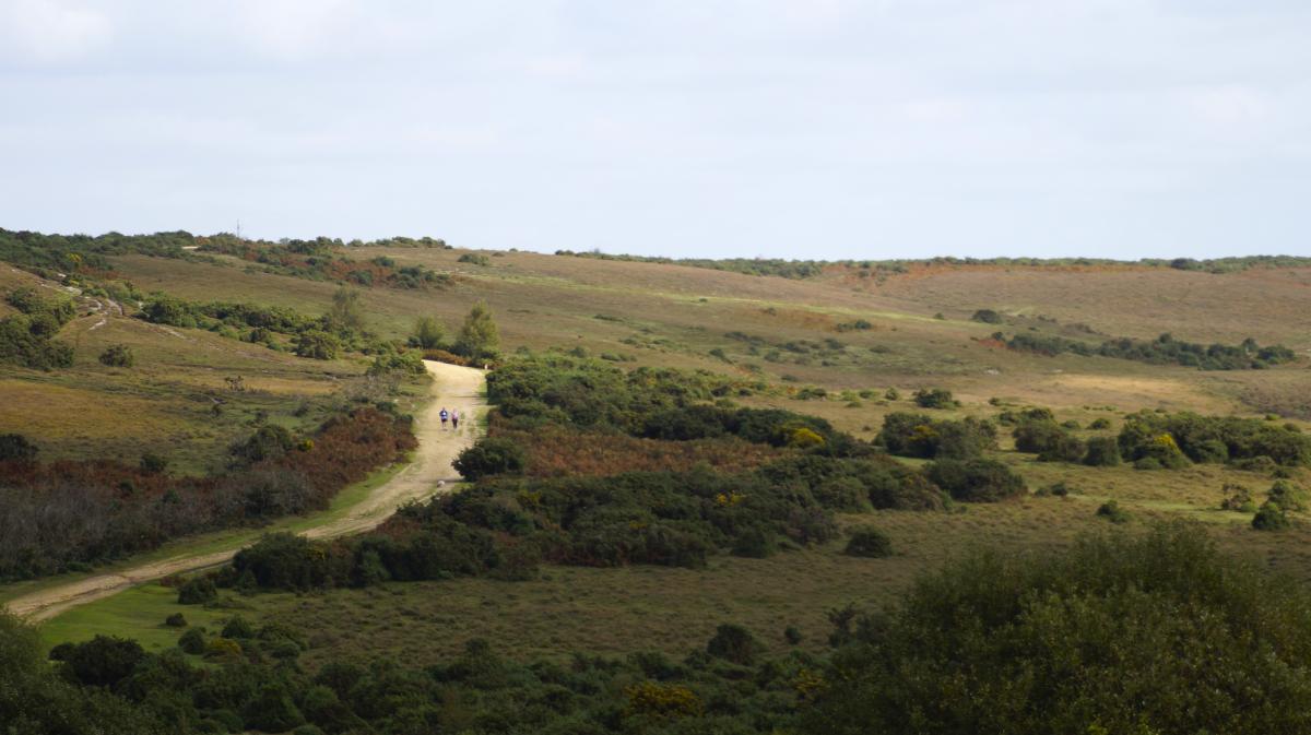 Walking through the New Forest in September